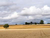 Fotostopp an Kornfeld mit einzelnem Baum und Bauernhaus